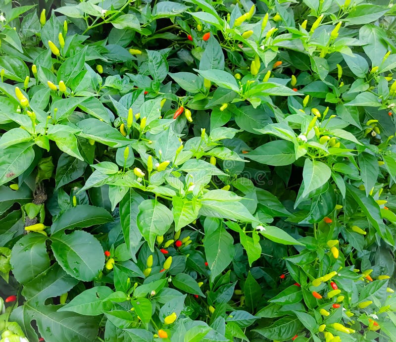 Hawaiian Chili pepper Plant tree