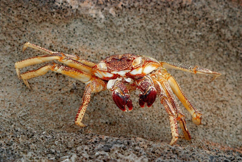 Hawaiian crab