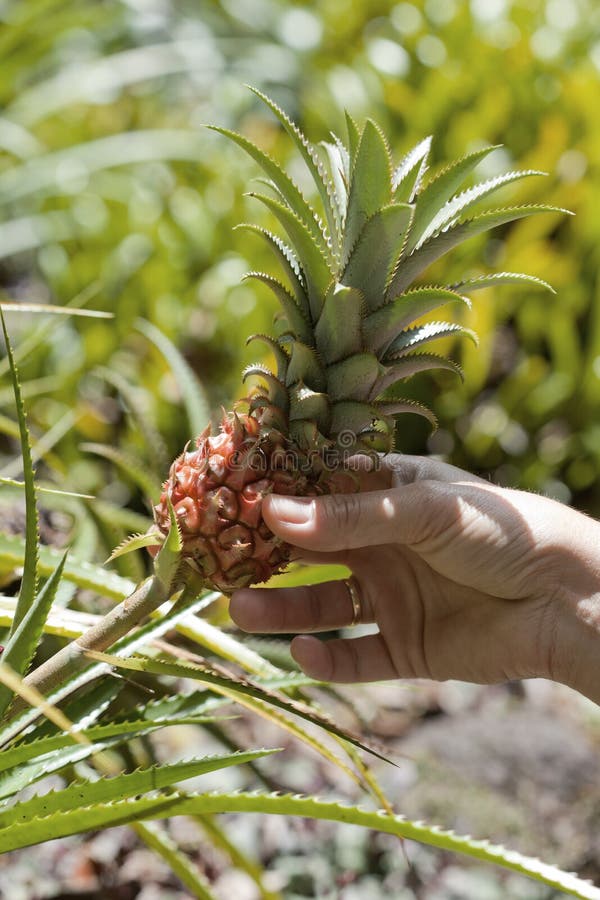 Hawaiian Dwarf Pineapple (Ananas Nanus) Stock Image Image of focus