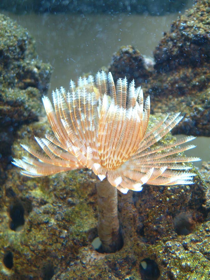 Hawaiian Feather Duster stock photo. Image of aquarium 205758