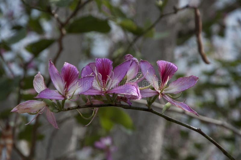 Řádek z havajský květiny rostoucí divoký na strom končetina v z na velký ostrov z, spojené státy americké.