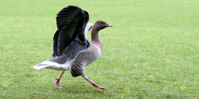 Hawaiian Goose royalty free stock photos Hawaiian Goose royalty free stock photos