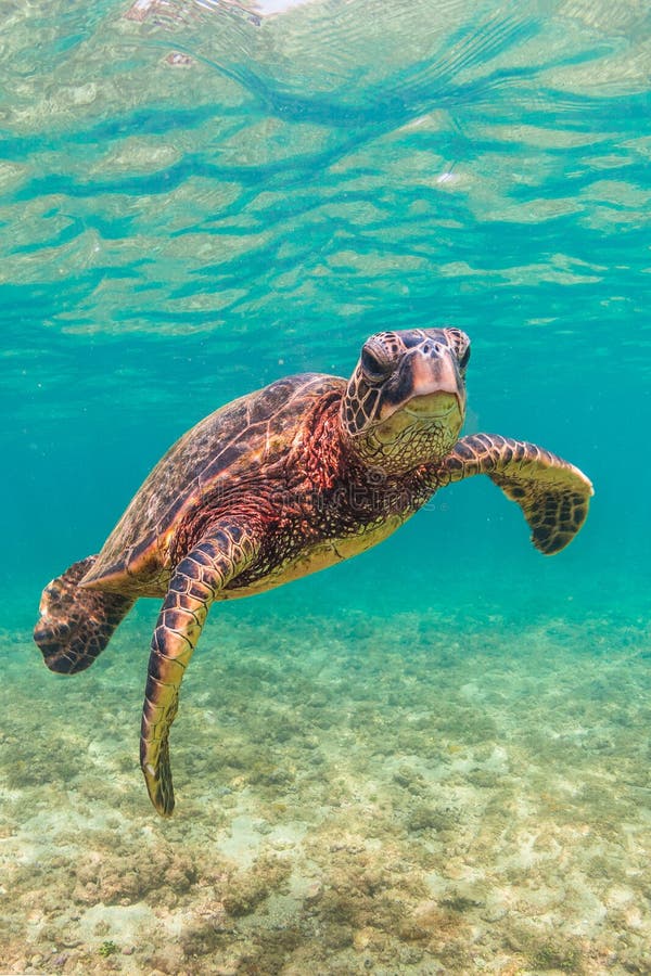 Hawaiian Green Sea Turtle