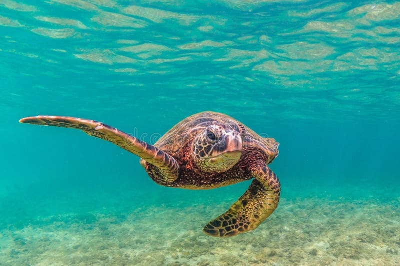 Hawaiian Green Sea Turtle. A Hawaiian Green Sea Turtle cruising in the warm waters of the Pacific Ocean of Hawaii royalty free stock photos Hawaiian Green Sea Turtle. A Hawaiian Green Sea Turtle cruising in the warm waters of the Pacific Ocean of Hawaii royalty free stock photos