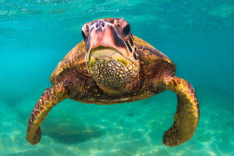 Hawaiian Green Sea Turtle Cruising in the Warm Waters of the Pacific ...