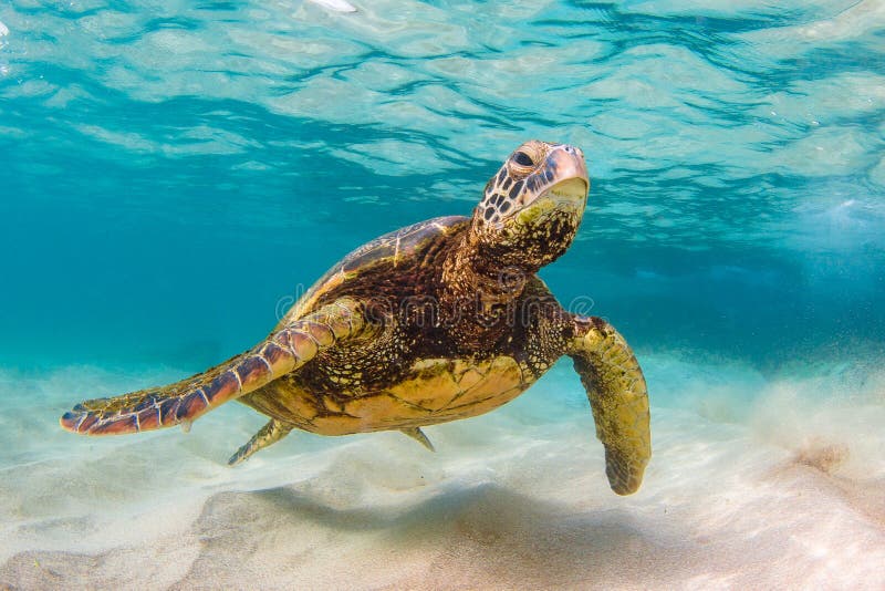 Hawaiian Green Sea Turtle Cruising in the Warm Waters of the Pacific ...