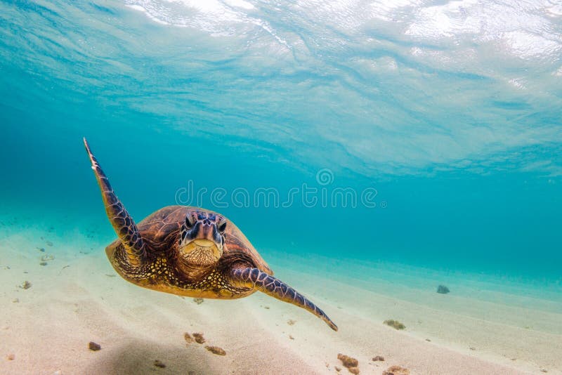 Hawaiian Green Sea Turtle. An endangered Hawaiian Green Sea Turtle cruises in the warm waters of the Pacific Ocean in Hawaii stock image Hawaiian Green Sea Turtle. An endangered Hawaiian Green Sea Turtle cruises in the warm waters of the Pacific Ocean in Hawaii stock image