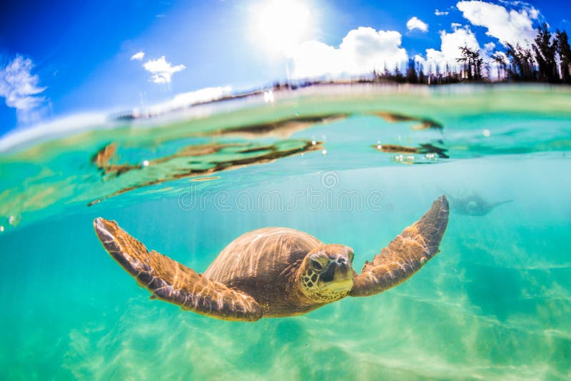 Hawaiian Green Sea Turtle