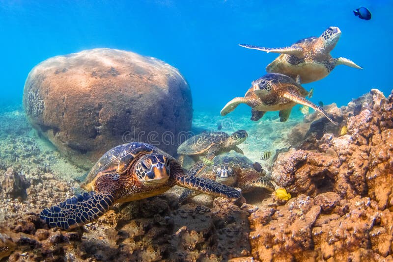 Hawaiian Green Sea Turtle