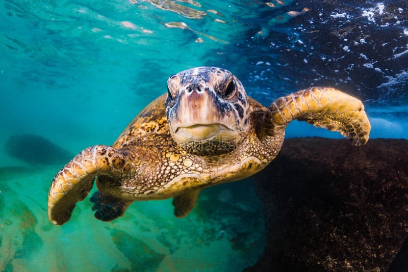 Hawaiian Green Sea Turtle