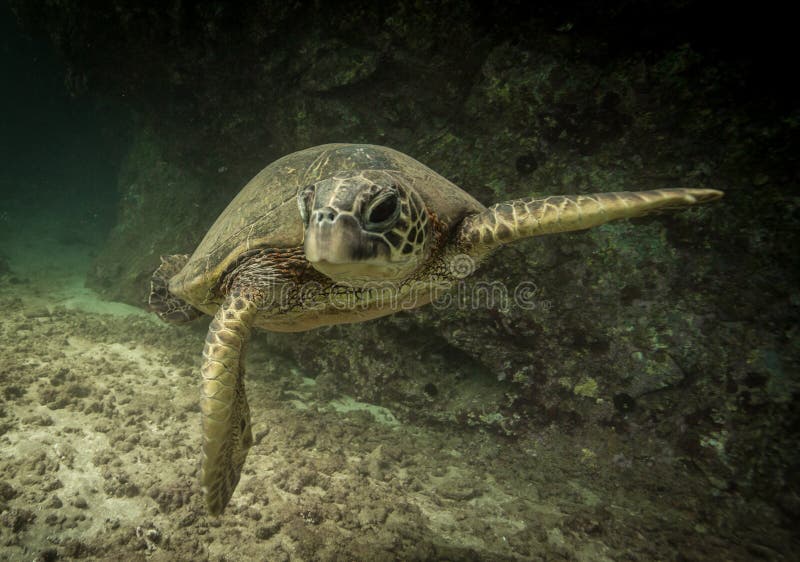 Hawaiian green sea turtle