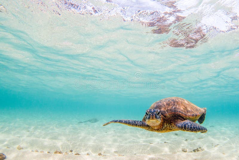 A Hawaiian Green Sea Turtle in the Pacific Ocean in Hawaii. A beautiful and graceful Hawaiian green sea turtle cruising in Hawaiian waters royalty free stock photo A Hawaiian Green Sea Turtle in the Pacific Ocean in Hawaii. A beautiful and graceful Hawaiian green sea turtle cruising in Hawaiian waters royalty free stock photo