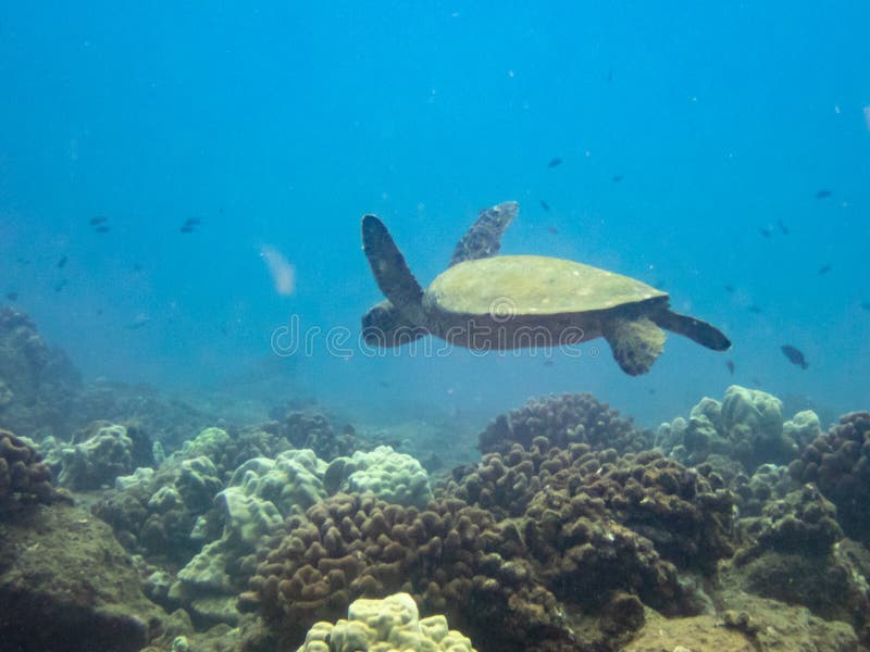 A hawaiian green sea turtle in the pacific ocean near the coast of Hawaii