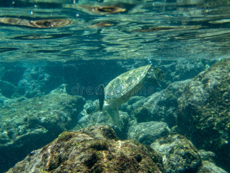 A hawaiian green sea turtle in the pacific ocean near the coast of Hawaii