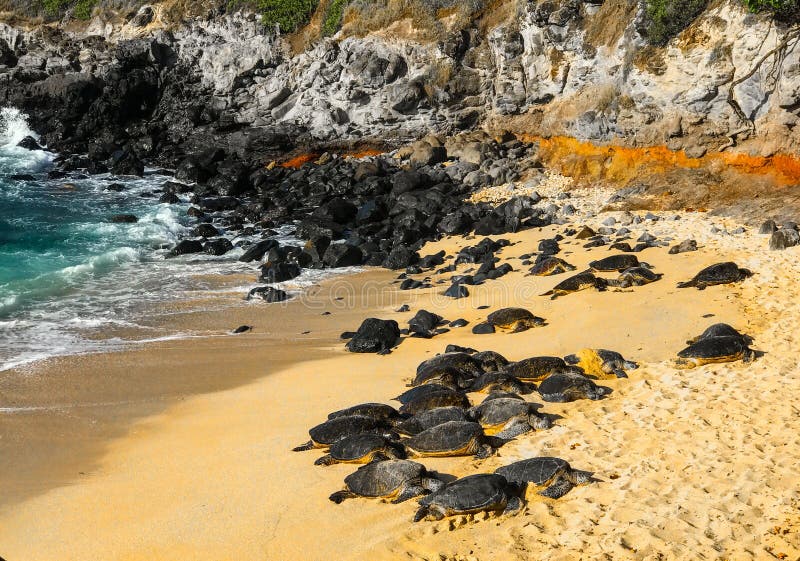 Hawaiian Green sea turtles