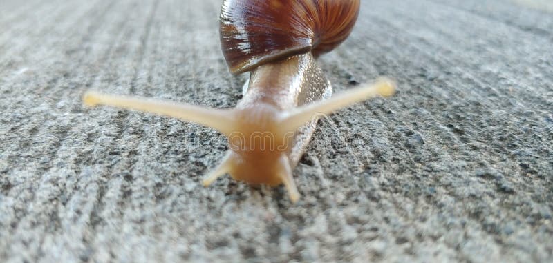 Hawaiian macro snail antenna