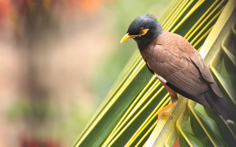 Hawaiian Minah royalty free stock photos