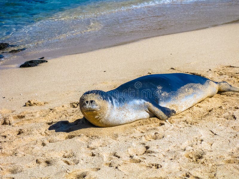 Monk Seal Hawaii royalty free stock images Monk Seal Hawaii royalty free stock images