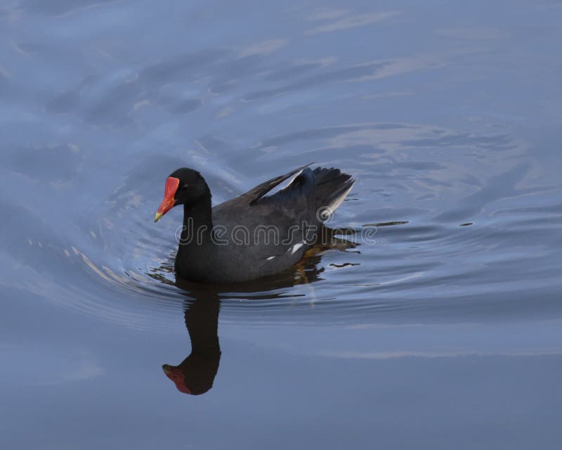 Hawaiian moorhen royalty free stock image Hawaiian moorhen royalty free stock image