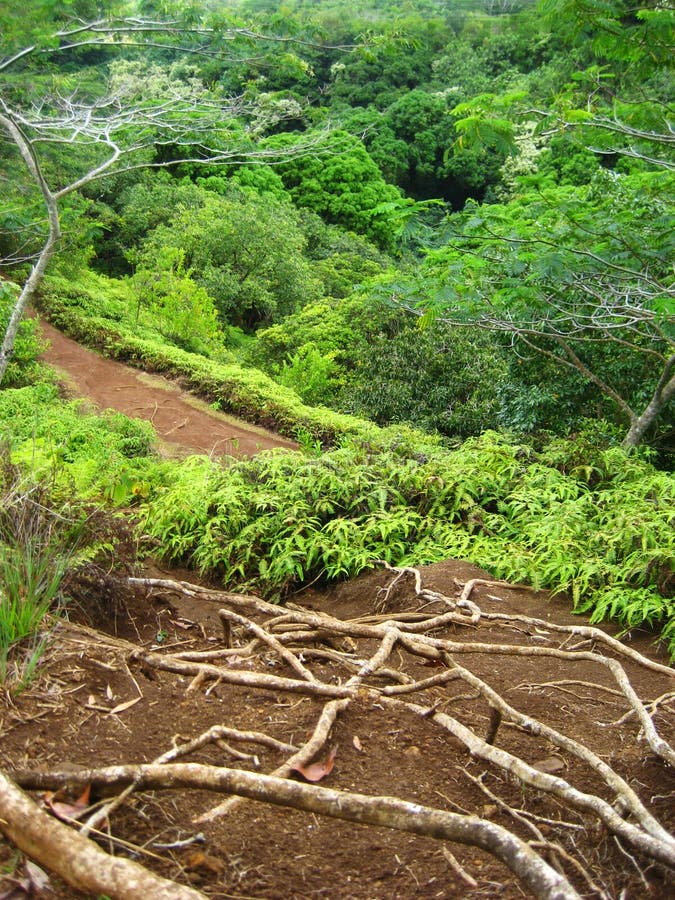 Hawaiian Rainforest Roots