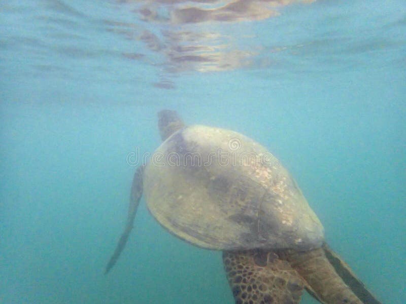 Hawaiian Sea Turtle swims below the surface of the waters off Oahu, Hawaii