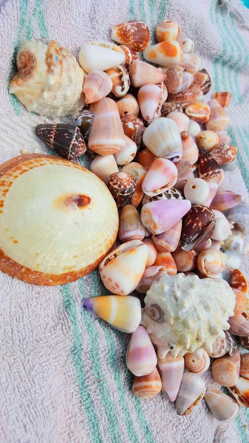 Hawaiian shells stock image. Image of decor, hawaii - 103099579 Hawaiian shells stock image. Image of decor, hawaii - 103099579