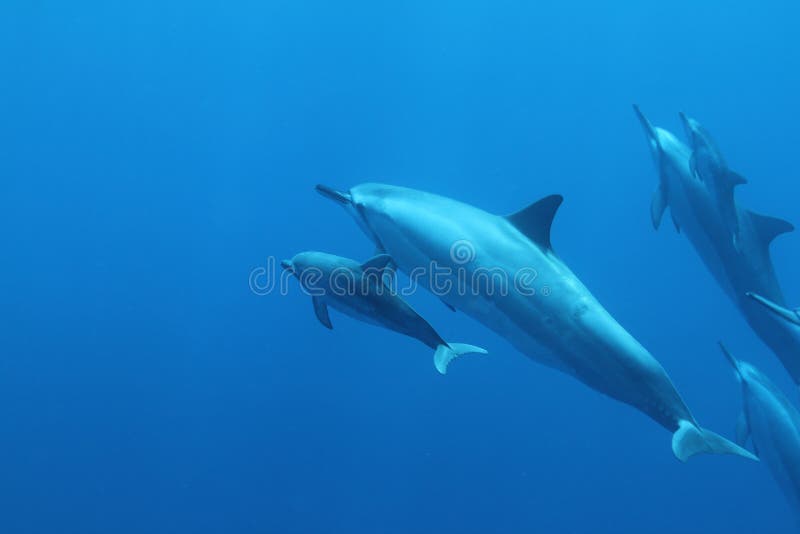 Hawaiian Spinner Dolphin