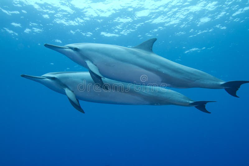 Hawaiian Spinner Dolphin