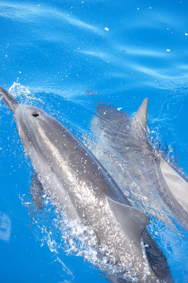 Hawaiian Spinner Dolphins stock photo. Image of hawaiian 76869206