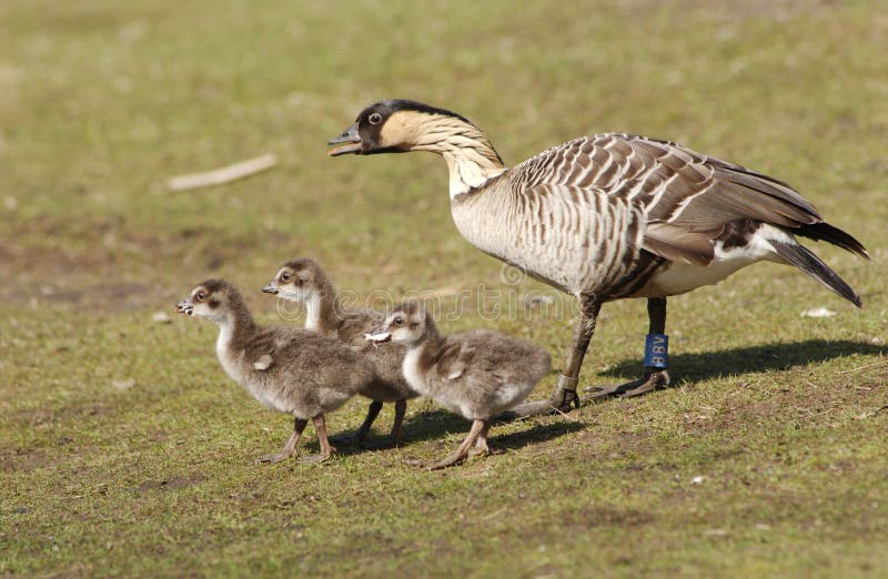 Hawaiinan Goose with Babies