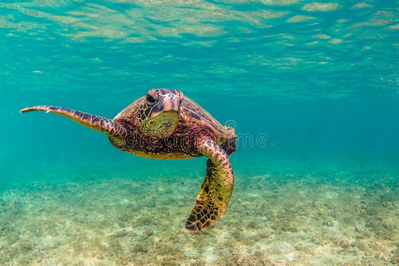 Hawaiische grünes Seeschildkröte lizenzfreie stockbilder Hawaiische grünes Seeschildkröte lizenzfreie stockbilder