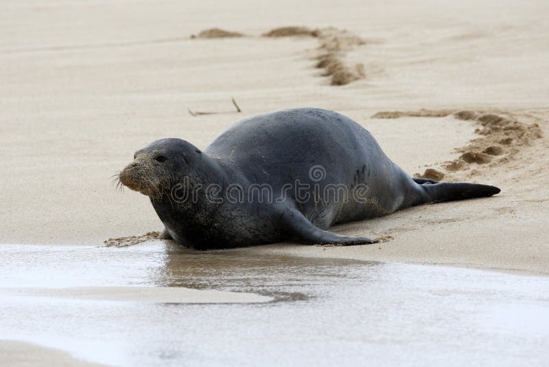 Hawaiian Monk Seal headed for a romp in the sea. Hawaiian Monk Seal headed for a romp in the sea