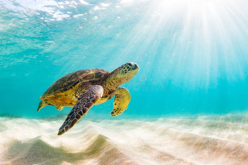 Hawajski Zielony Denny żółw pływa statkiem w ciepłym nawadnia Pacyficzny ocean