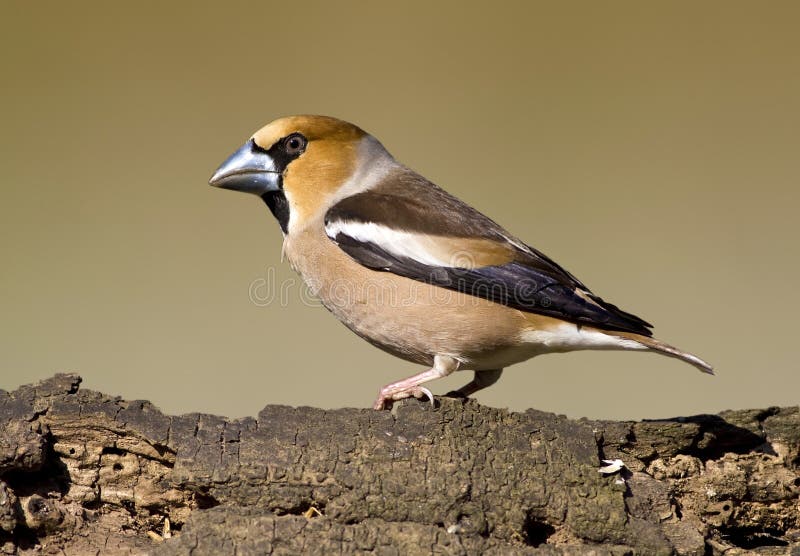 Hawfinch bird stock image