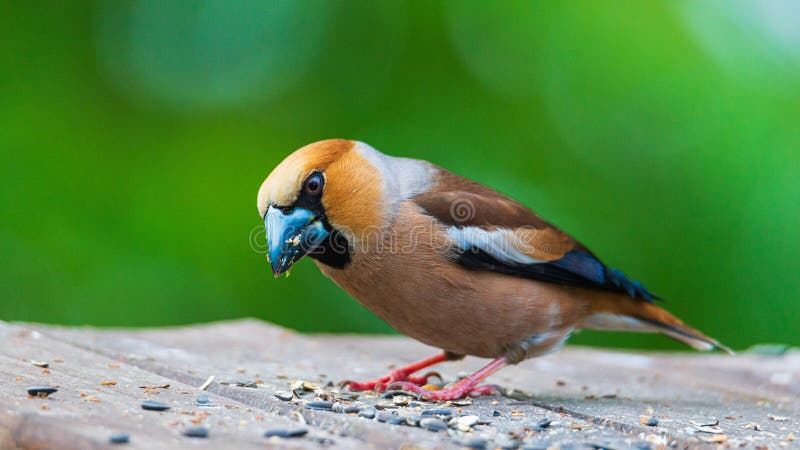 2,321 Bird Eating Grain Stock Photos - Free & Royalty-Free Stock Photos from Dreamstime 2,321 Bird Eating Grain Stock Photos - Free & Royalty-Free Stock Photos from Dreamstime
