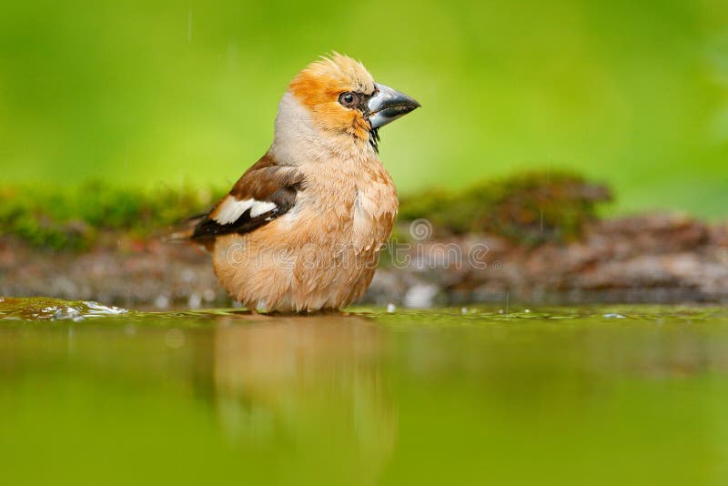 Hawfinch, Coccothraustes coccothraustes, brown songbird sitting in the water, nice lichen tree branch, bird in the nature habitat