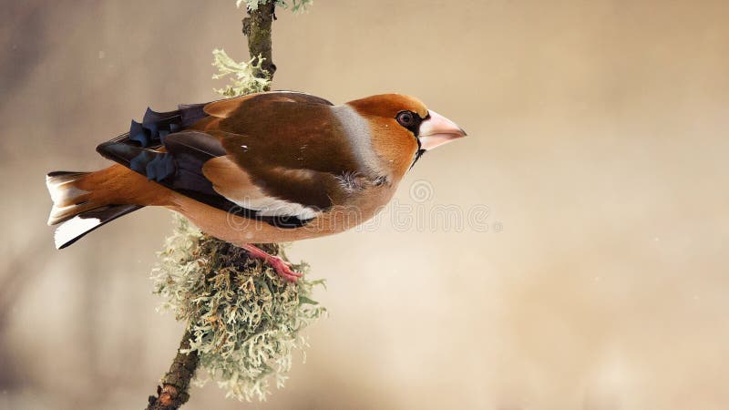 Hawfinch Coccothraustes coccothraustes sitting on a beautiful stick with moss stock image
