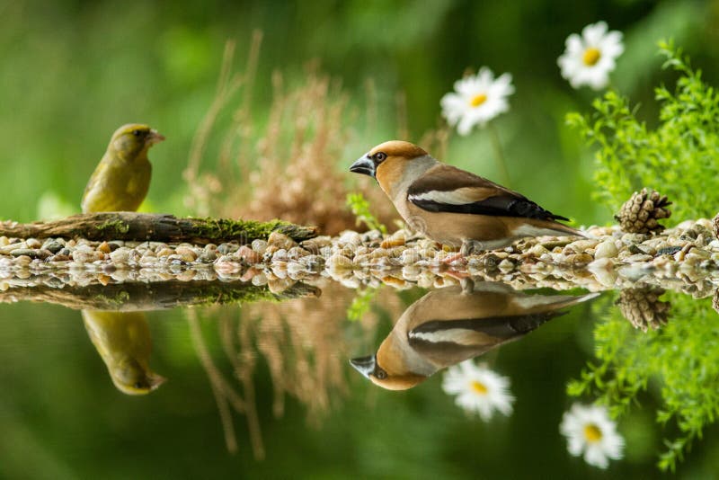 Hawfinch and green finch sitting on lichen shore of water pond in forest with beautiful bokeh and flowers in background, Germany