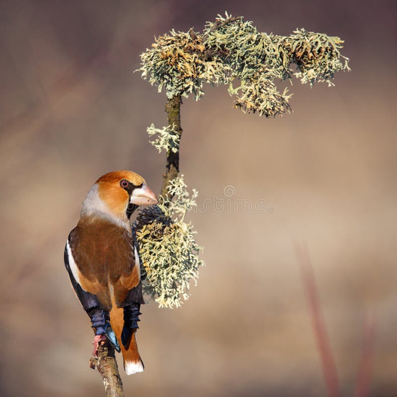 Hawfinch sitting under the snow on a beautiful stick with moss stock image