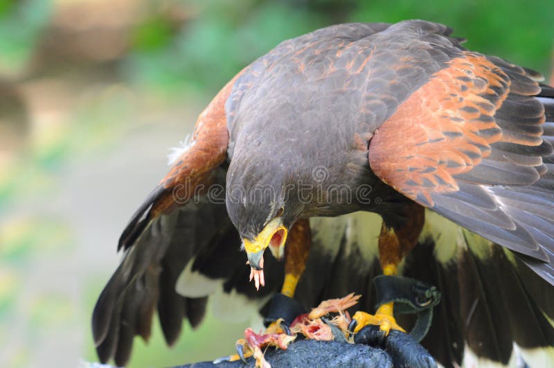 Hawk eat meat stock photo. Image of hawk, blood, haliaeetus 34605500