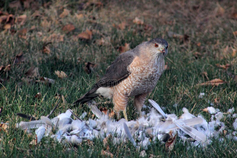 Hawk eating a dove stock photo. Image of yard, hawk, dove 52021048