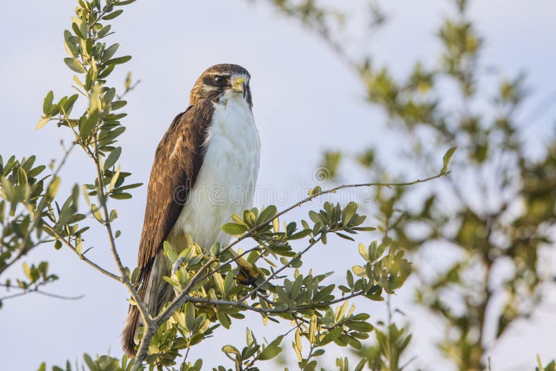 A Short-tailed Hawk perched on a tree. A Short-tailed Hawk perched on a tree