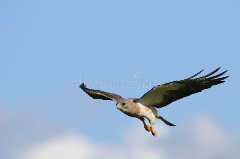Hawk in-flight