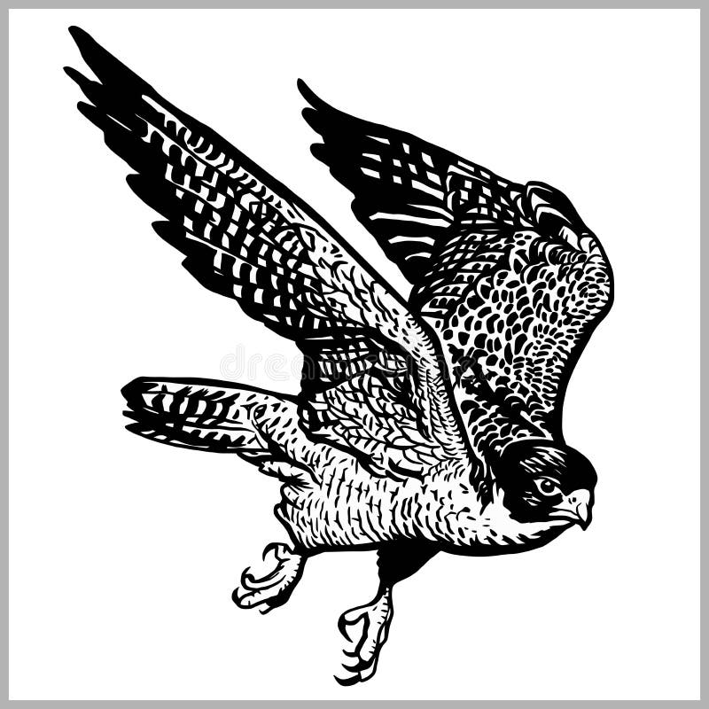 Hawk in flight vector. Predatory bird isolated on white.