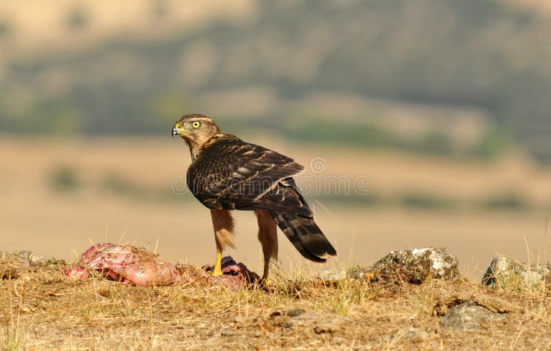 Hawk with Food in the Field Stock Photo Biology Diagrams