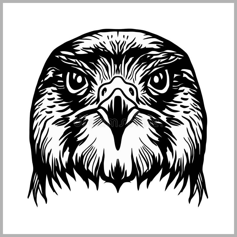 Hawk head vector. Predatory bird isolated on white.