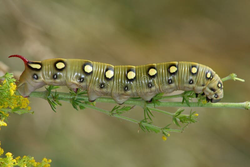 Hawk moth caterpillar (Hyles gallii)