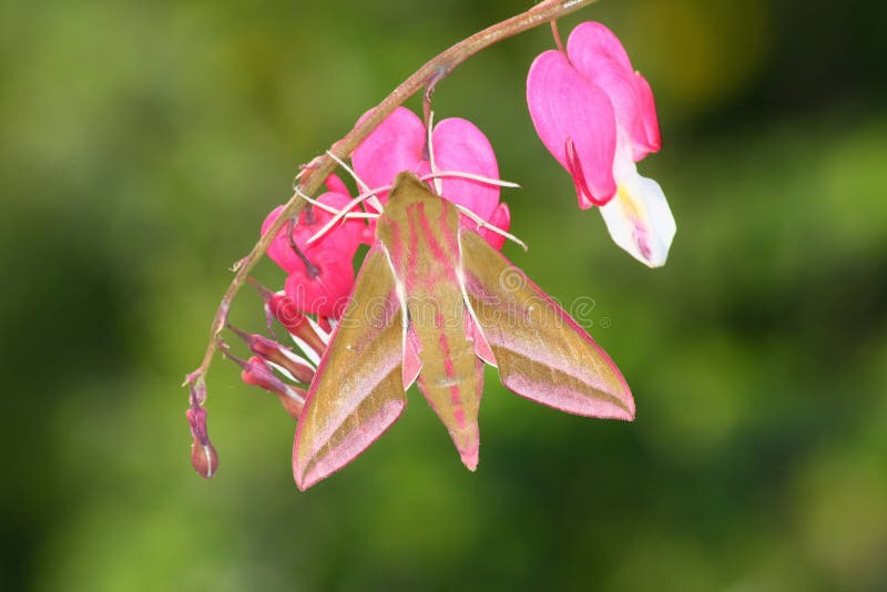 Hawk moth (Deilephila elpenor)