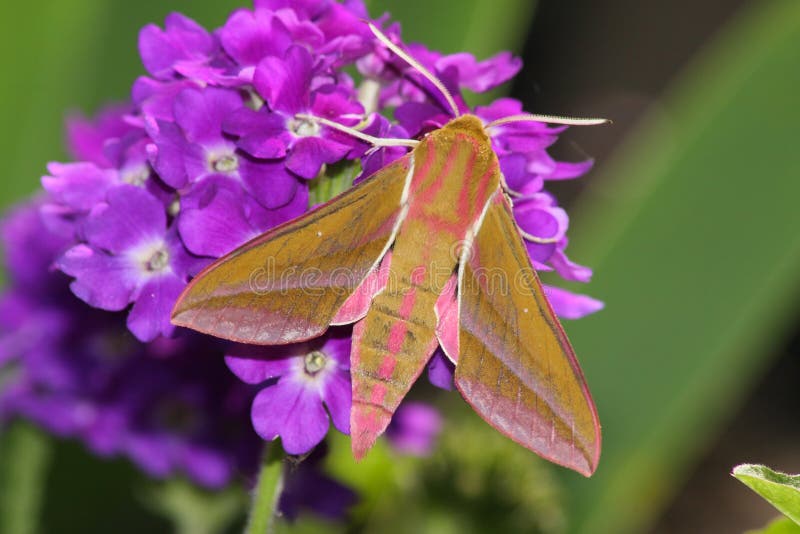 Hawk moth (Deilephila elpenor)