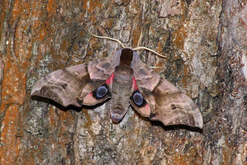 Hawk moth (Smerinthus ocellatus)